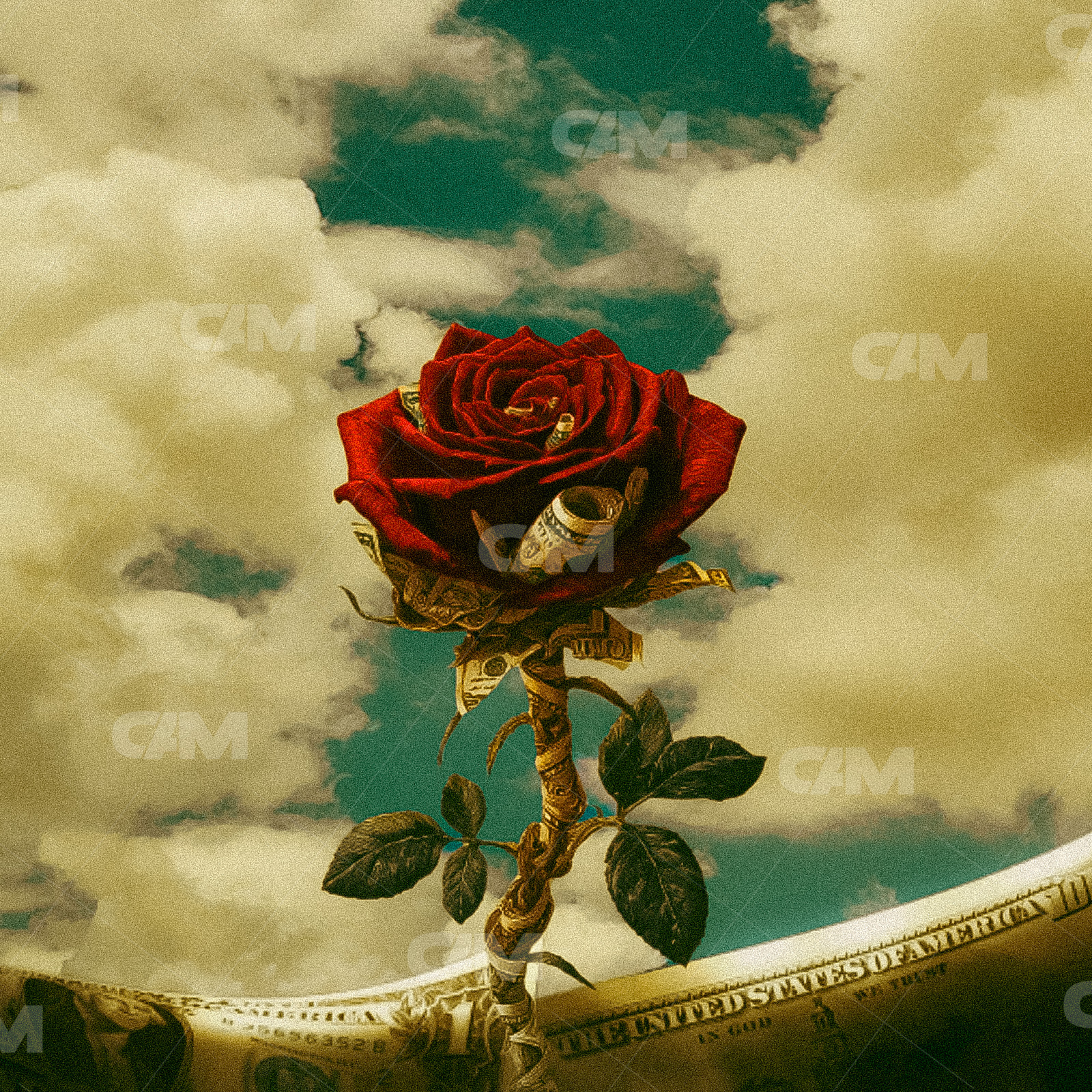 Money Rose