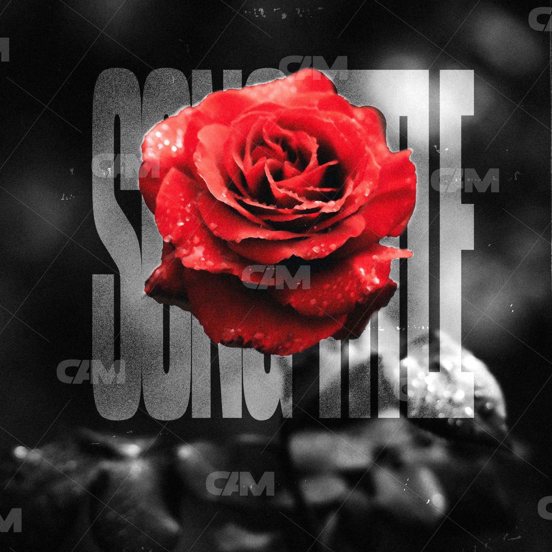 Rose Text