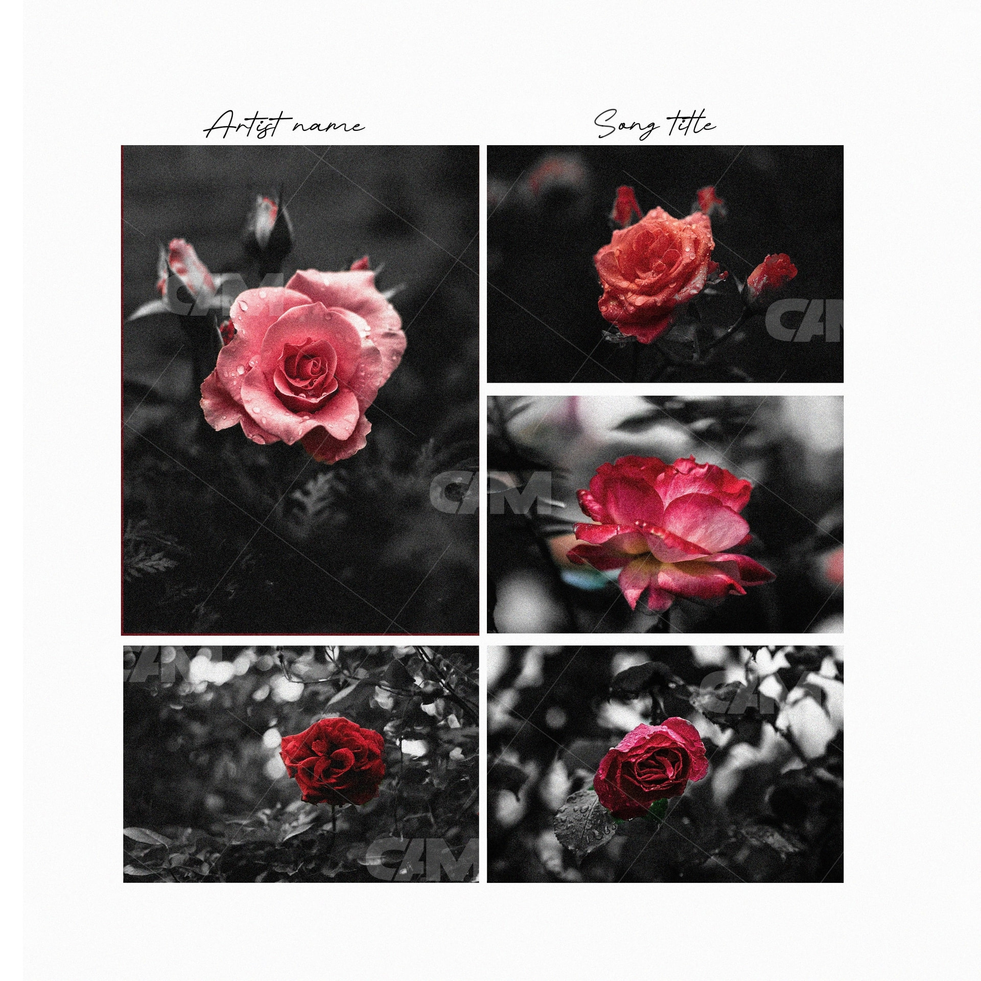 Roses World